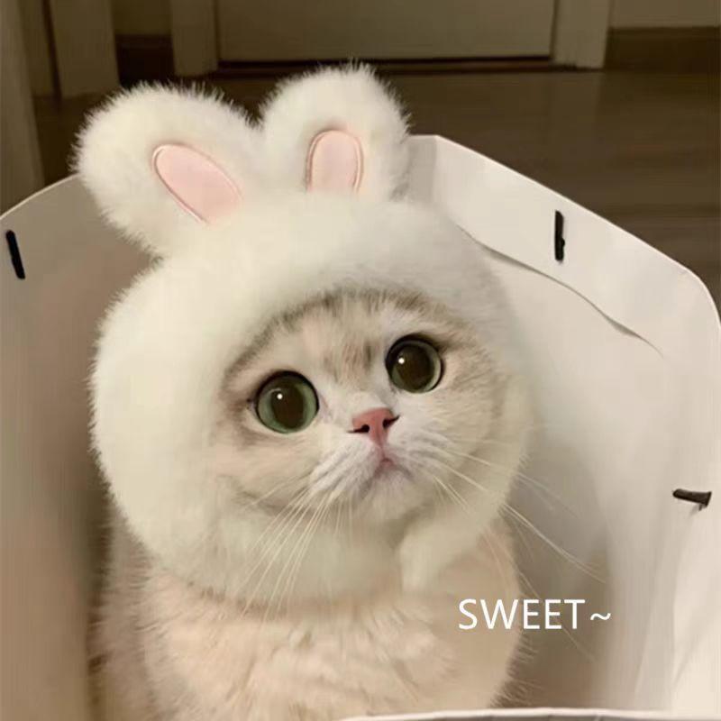 Pet Headgear, Starfish, Snapper Fish Hats, Piggy, Chick, Cat, Bear, Panda Headwear, Funny Costumes