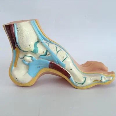 

3pcs Set 1:1 Lifesize Human Normal Flat Arched Foot Anatomical Model PVC Anatomy School Lab Supplies