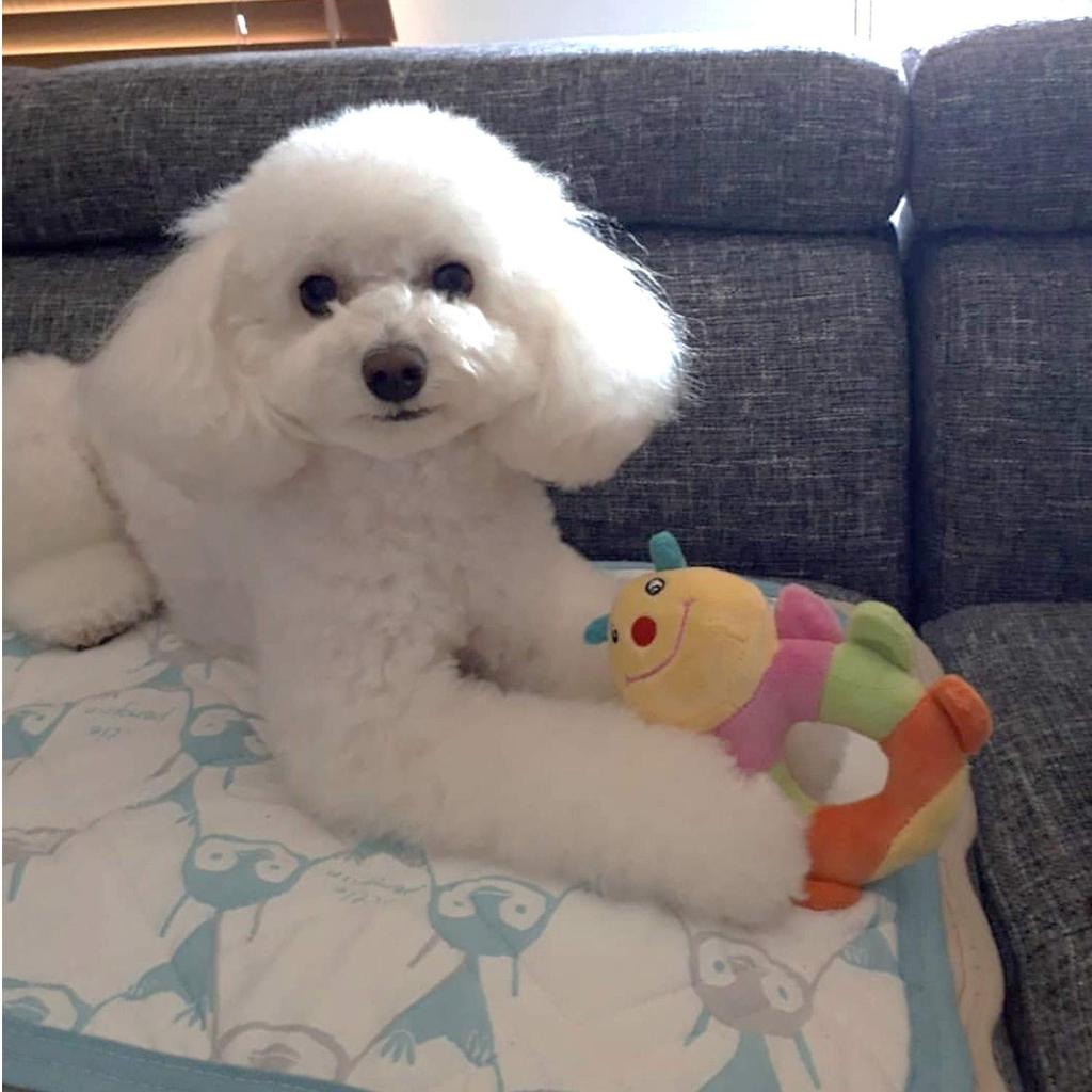 HAUSTIERBEDARF Hundespielzeug Raupe Baby Ring [PLATZ & FUN]