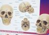 Supreme 4D Model Human Skull Natural