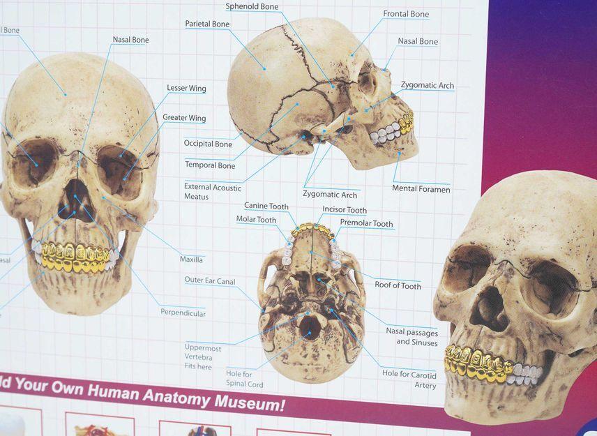 Supreme 4D Model Human Skull Natural