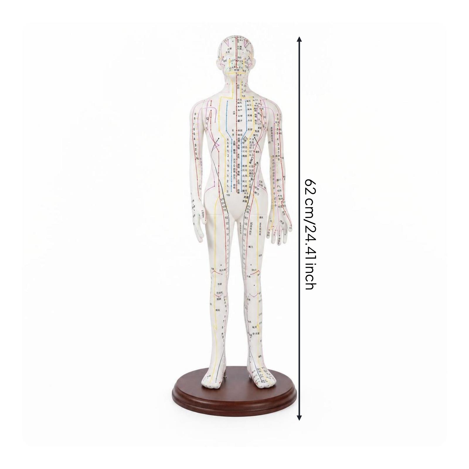 Acupuncture Model 62 Cm Meridian Mannequin