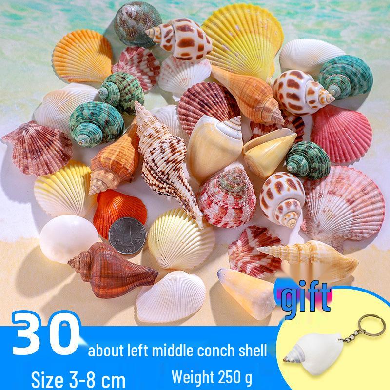 Handmade Decorative Seashells & Starfish for Fish Tanks: Landscaping, Painting, Specimens, Whelks, Hermit Crabs