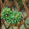Hanging Basket, Flower Pot, Coconut Palm, Pastoral Wall Hanging, Succulent Plant, Green Ivy, Hanging Basin