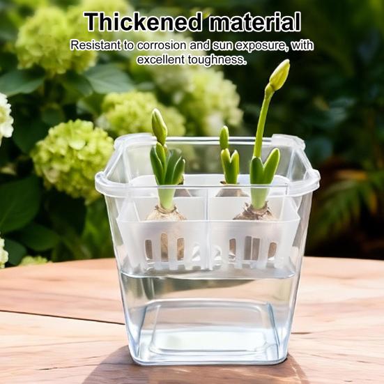 Tulip Bulb Planter 4-Cell Hydroponic Flower Pot with Reservoir Clear Plant Pot with Inner Drainage Pot for Indoor Gardening