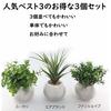 Mini Artificial Greenery Set of 3: Eucalyptus, Air Plants, and Fan-Shaped Greenery