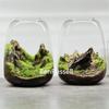 Mikrolandschaft Ökologische Moosgrüne Pflanzen Glasflasche Dekorationsvase Hydrokultur Moospflanze Landschaftsgestaltung Glasbehälter