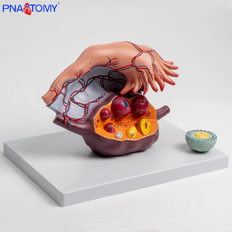 Female Reproductive System Anatomy Model: Uterus, Ovary, Follicle, and Fallopian Tube Teaching Aid PNT-0585