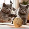Gatti – Giocattoli per gatti