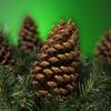 2-14cm Pine Cone Christmas Decoration Pendants - Dried Fruit and Photography Props Accessories