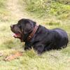 Leather Dog Collars Pet Dog Tag Collar Leash Lead For Small Medium Large Dogs Pitbull Bulldog Pugs Beagle Dog Supplies