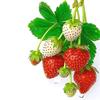 Strawberry Pattern Waterproof Kitchen & Dining Room Sticker - Self-Adhesive for Refrigerator, Glass Door, or Window