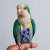Escape Proof Parrot Flying Harness Breathable Bird Flight Clothes Outdoor Travel