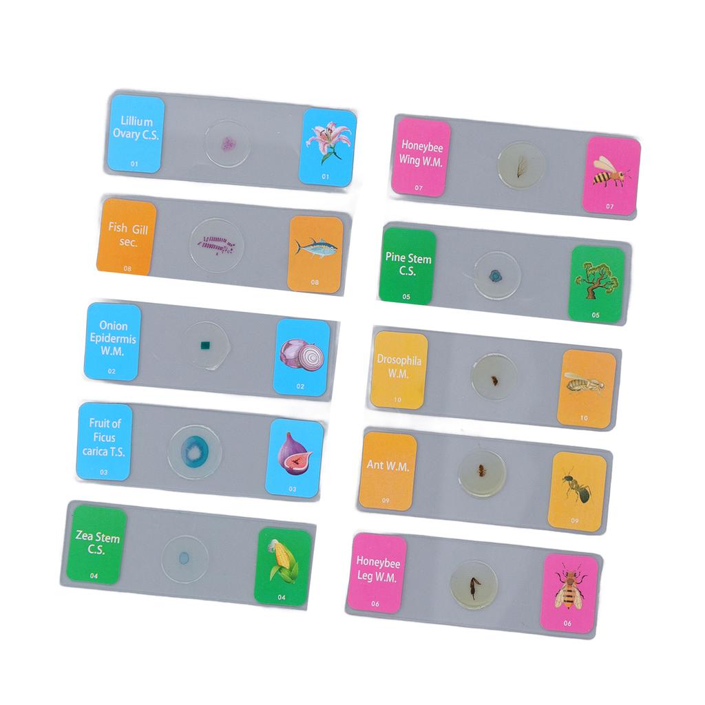 10Pcs Microscope Slides with Specimens Animal Plant Bug Glass Slides Laboratory Supplies for