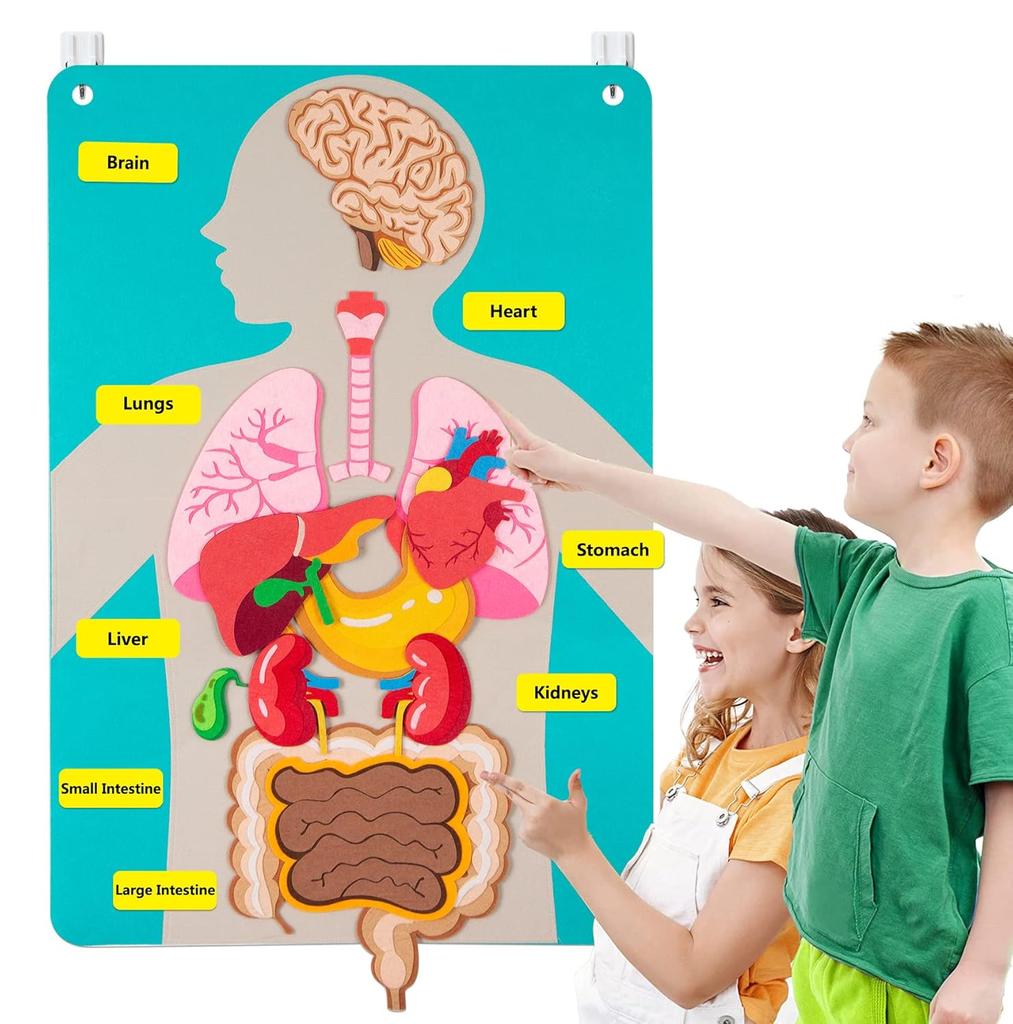 Non-Toxic Human Body Parts Felt Board Stories For Kids Montessori Toys Sensory Activities Teaching Daycare Preschool Learning Educational