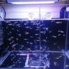 Acryl-Aquarium-Trennwand mit Saugnäpfen