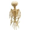 Creative Scary Halloween Bats Skeleton Snake Cat Halloween Animal Skeleton House Lizard Frog Skeleton Model Garden Yard