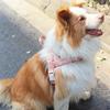 Saddle Design No Pull Dog Harness - Lightweight  Adjustable Leash for Small Medium Dogs Bichon Frise Corgi Walking
