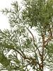 Simulated Green Pine Needle Rattan Vine, 2m Encrypted Plastic Christmas Decoration for Festive Atmosphere.