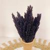 Dried Cantal Grass Bunch Black 6 Pieces