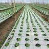 High-quality Garden Climbing Netting Strong PE Plant Trellis for Climbing Plants Loofah Morning Glory Flowers Cucumber Vine