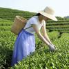 Plastic Waterproof Apron Oil Proof Rainproof Apron Raincoat Cycling Apron  Tea Picking