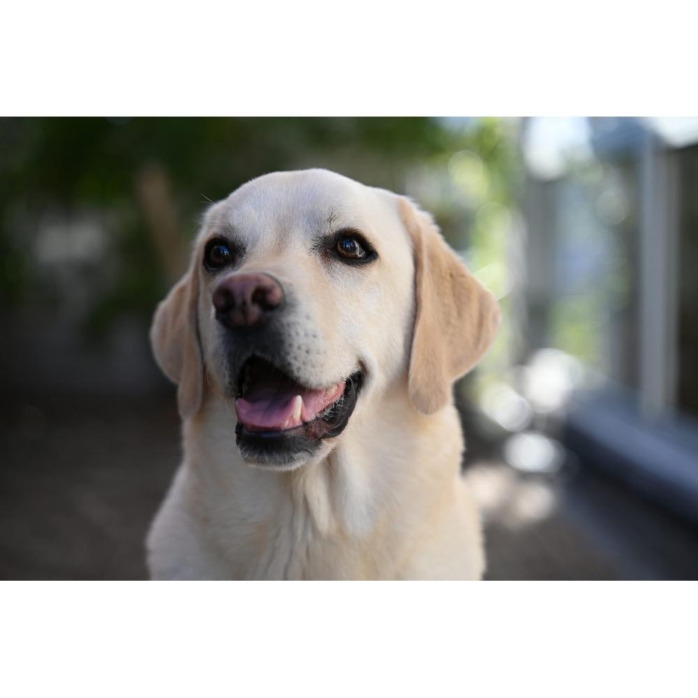 Nikon NIKKOR Z 28-75mm F2.8 Nikon Mirrorless Single-lens Lens