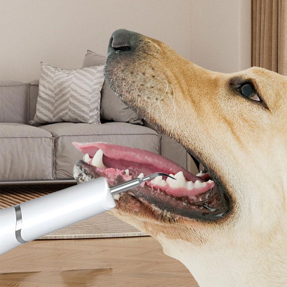 Psí zubní škrabka na odstraňování zubního kamene, Ultrazvuková sada na čištění zubů, USB dobíjecí čistič zubů, Odstraňování zubního kamene, Pro domácí mazlíčky