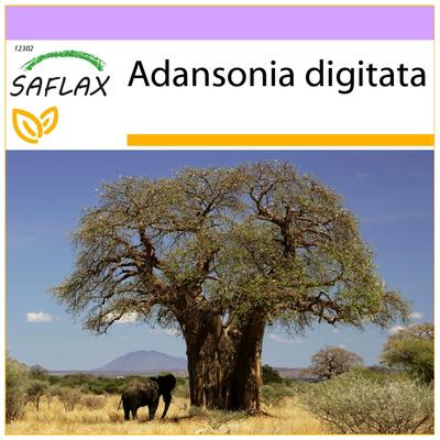 Árbol del pan del mono africano - 6 semillas - Adansonia digitata