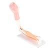 Arm Moving Model Anatomical Elbow Joint Motion Model Primary School Teaching Accessory