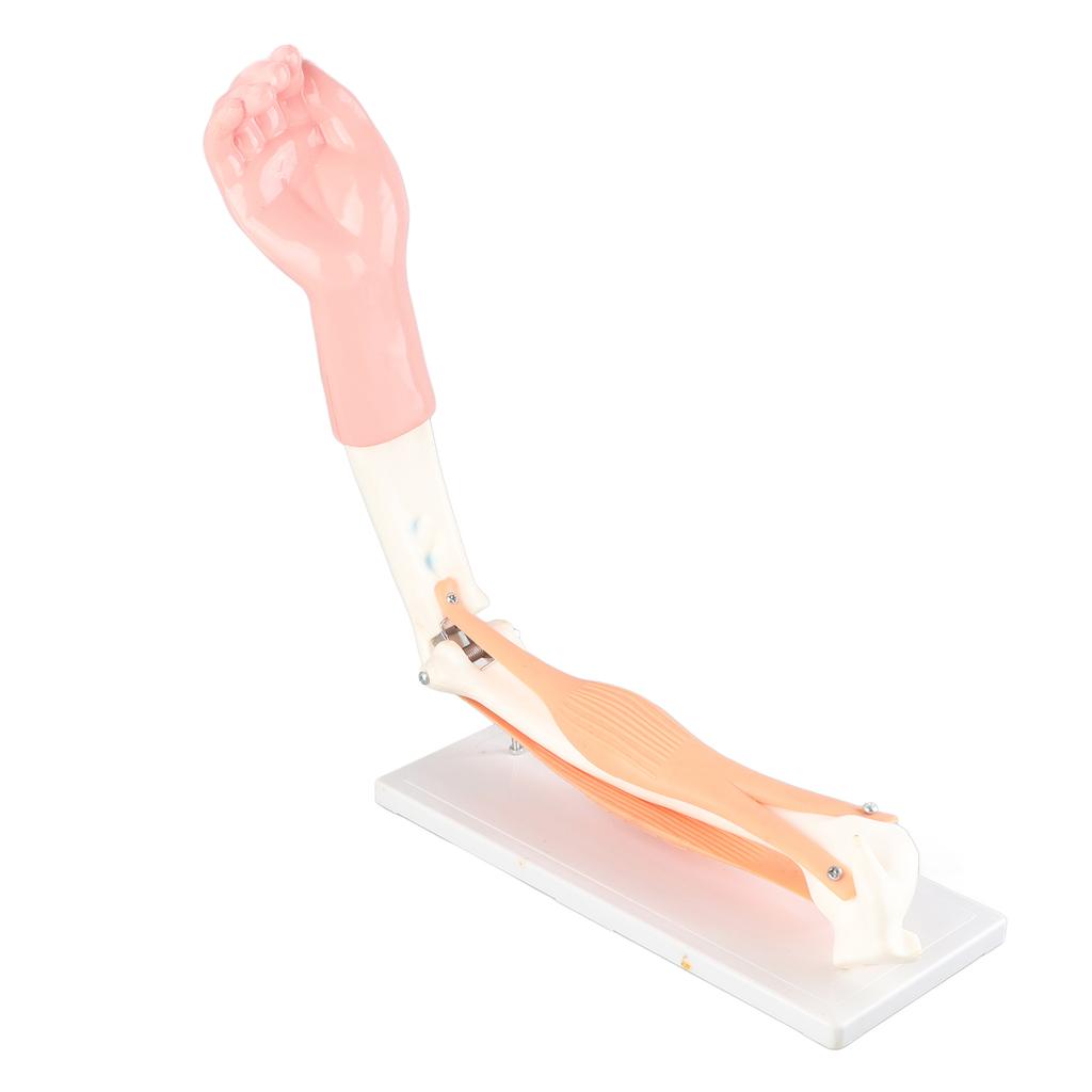 Arm Moving Model Anatomical Elbow Joint Motion Model Primary School Teaching Accessory