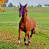 Horse Colors 5 Mask With Ears Comfort Fit Mesh Trail Pasture Sun Protection Uv