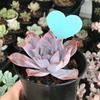 100Pcs Heart Shape Plant Gardening Labels Plant Markers for Reusable Plastic Tags Waterproof Plant Pots Flower Beds Herb