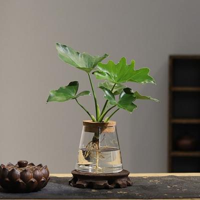 Bitki Çoğaltma İstasyonu Ahşap Tepsi Kapaklı Cam Saksı Masa Üstü Hidroponik Bitkiler, Hava Bitkileri, Çiçek Çelikleri için Bitki Çoğaltma Vazosu