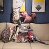 Simulation Animal Rabbit Squirrel Throw Pillow Plush Toy Doll Duck Owl Doll Sofa Pillow Birthday Gift