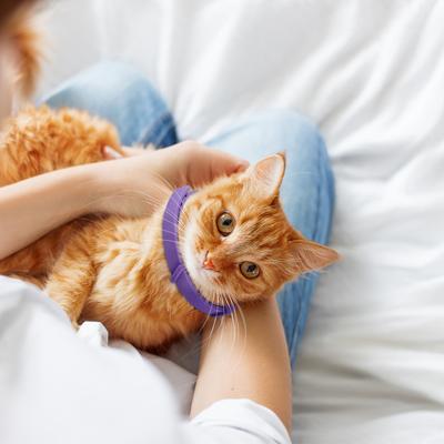 4 Stück Katzen Beruhigungshalsband Beruhigendes Halsband Verstellbares Katzen Pheromon Halsband Hilft bei Aggression Komfort Katzen Beruhigungshalsband für Katzen