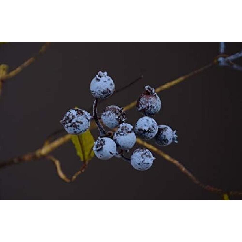 

18 дюймов Искусственные ветки с плодами черники Поддельные ягоды Синие Декоративные для свадьбы DIY Гирлянда и Праздничные украшения Упаковка из 3 Синие