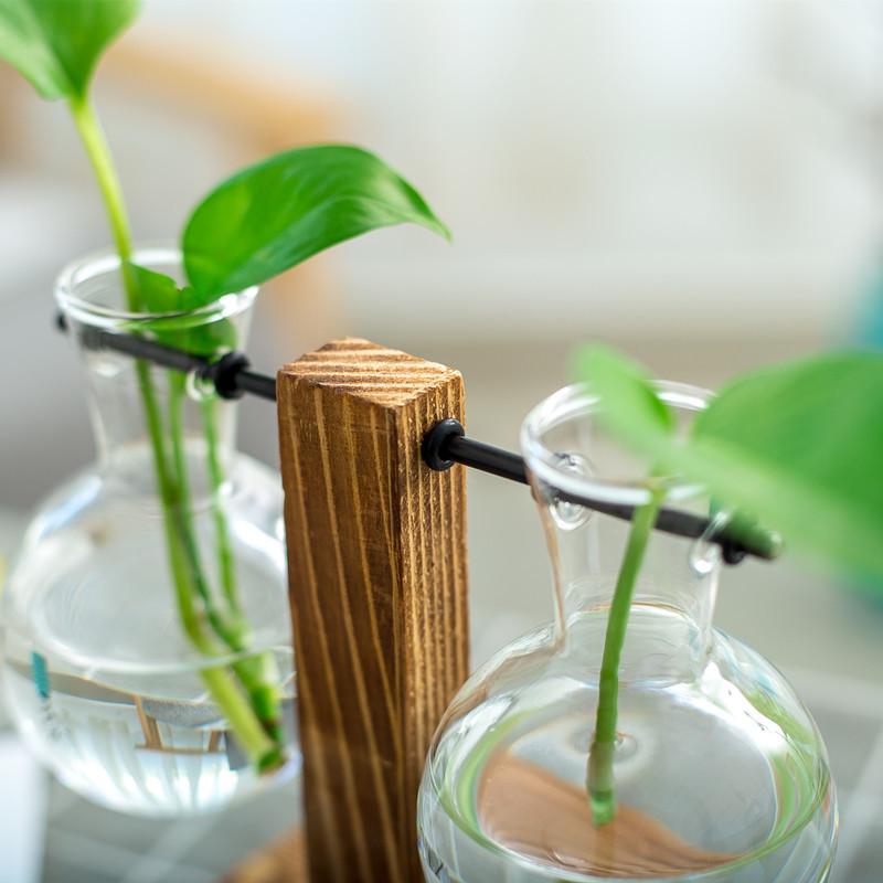 Minimalist Glass Vase with Wooden Stand for Pothos Plants – Hydroponic Desktop Ornament