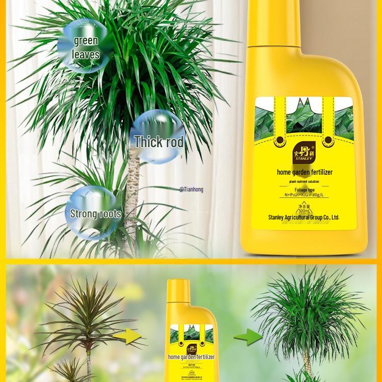Stanley Dragon Tree Care: Nutrient Solution & General-Purpose Fertilizer for Healthy Green Plants