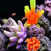 Lifelike for Fish Tank Decor Underwater Sea Coral Aquatic Ornament Coral Reef Aquarium Plants