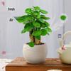 Fukurokutsugi Bonsai: Indoor Zen Green Potted Plant, Easy to Grow, Year-Round Resilience