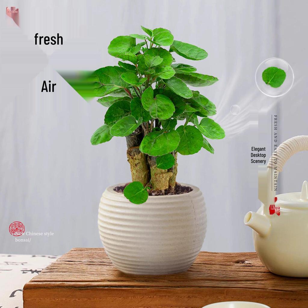 Fukurokutsugi Bonsai: Indoor Zen Green Potted Plant, Easy to Grow, Year-Round Resilience