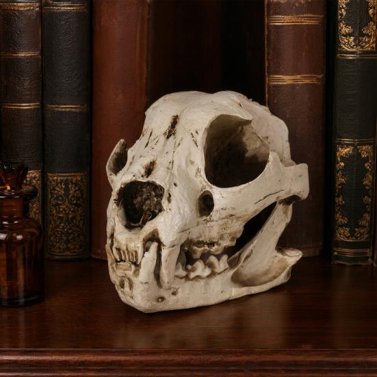 Dog Skull Ornament Distressed Resin Halloween Decoration Lifelike Dog Skull for Desktop Fish