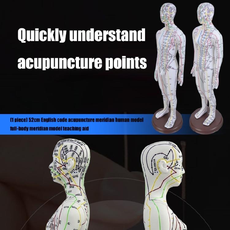 Model Uman pentru Practică de Acupunctură cu Puncte de Acupunctură și Meridiane Punct Model Masculin de Acupunctură Model Feminin de Acupunctură