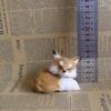 Simulation Fox Toy Realistic Adorable Plastic Fleece Long Plush Cute Squatting Fox Model for Home