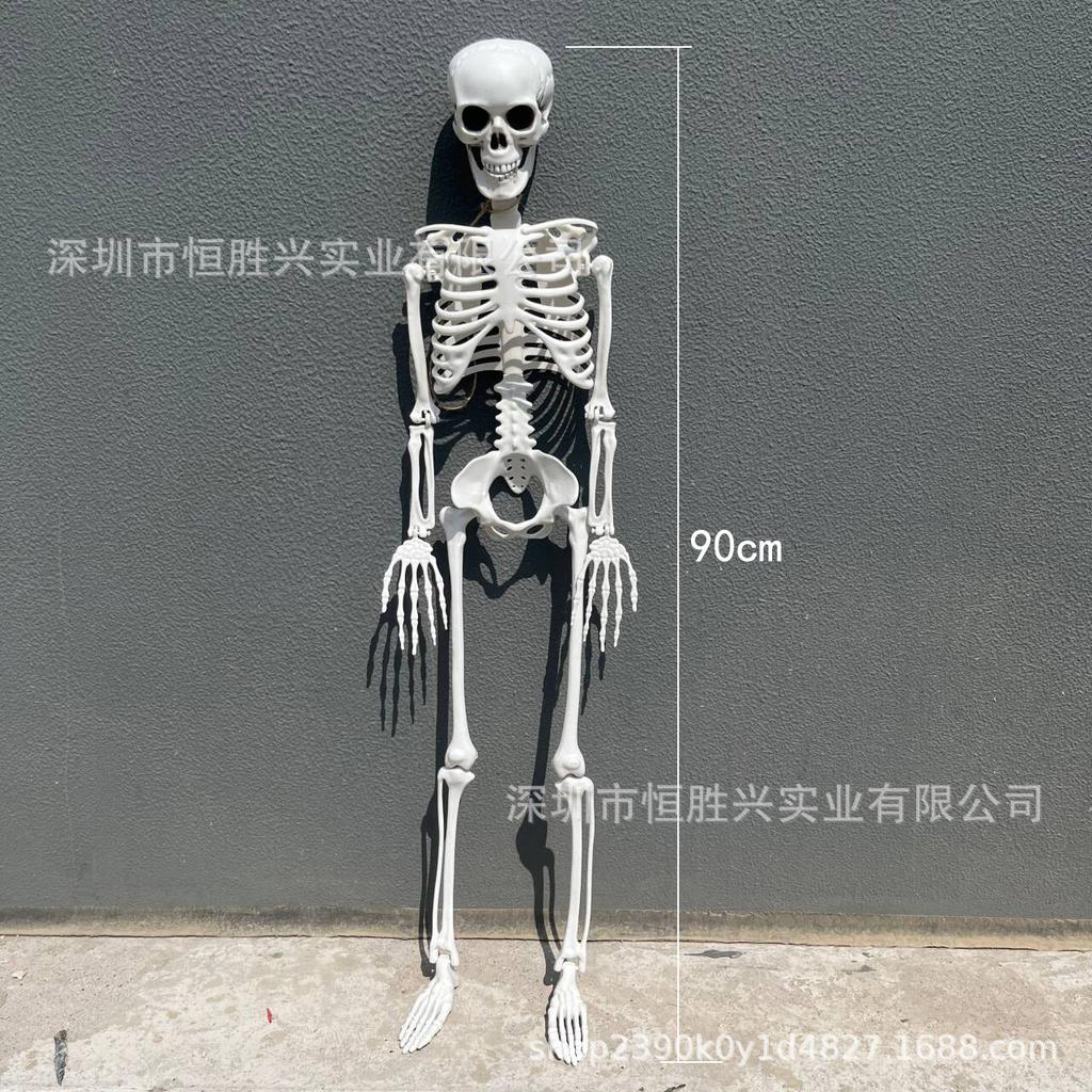 Skull skeleton Halloween horror human body prop pumpkin90Centimeter human skeleton165cm Bone