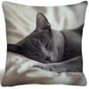 1 Sleeping Russian Blue Cat Pillow Cover, Single-sided 2D Printing Machine Washable