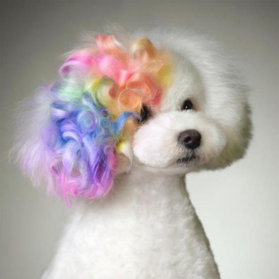 10 Stück Haustier-Färbestift Einfach zu bedienen Zierlich Gesundes Haustierhaar Kreide Malstift für Welpen