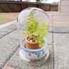 Clear Glass Dome with Airhole Glass Cloche Bell Jar with Base Home Tabletop Display Plant Flower Terrarium Container Home Decor