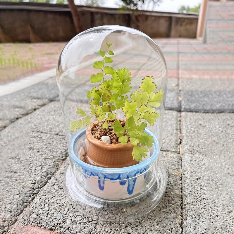 Clear Glass Dome with Airhole Glass Cloche Bell Jar with Base Home Tabletop Display Plant Flower Terrarium Container Home Decor